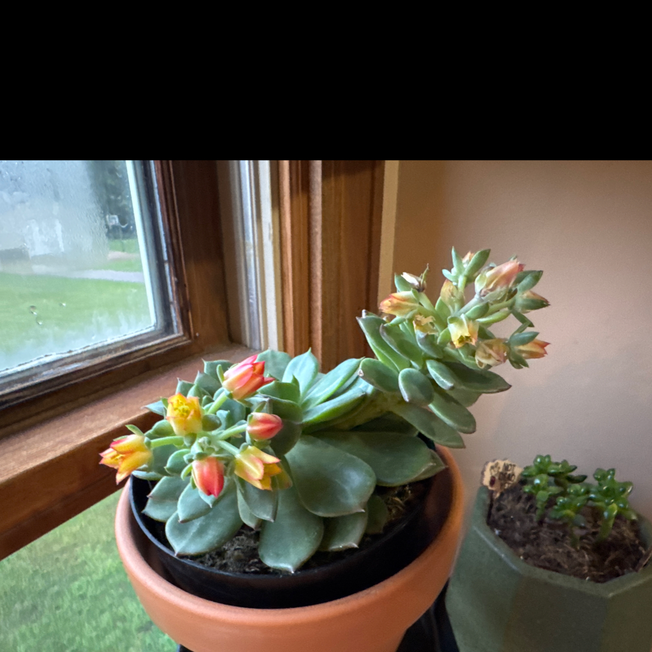 Photo of the plant species Echeveria by @MajorNiaouli59 named Dolores on Greg, the plant care app