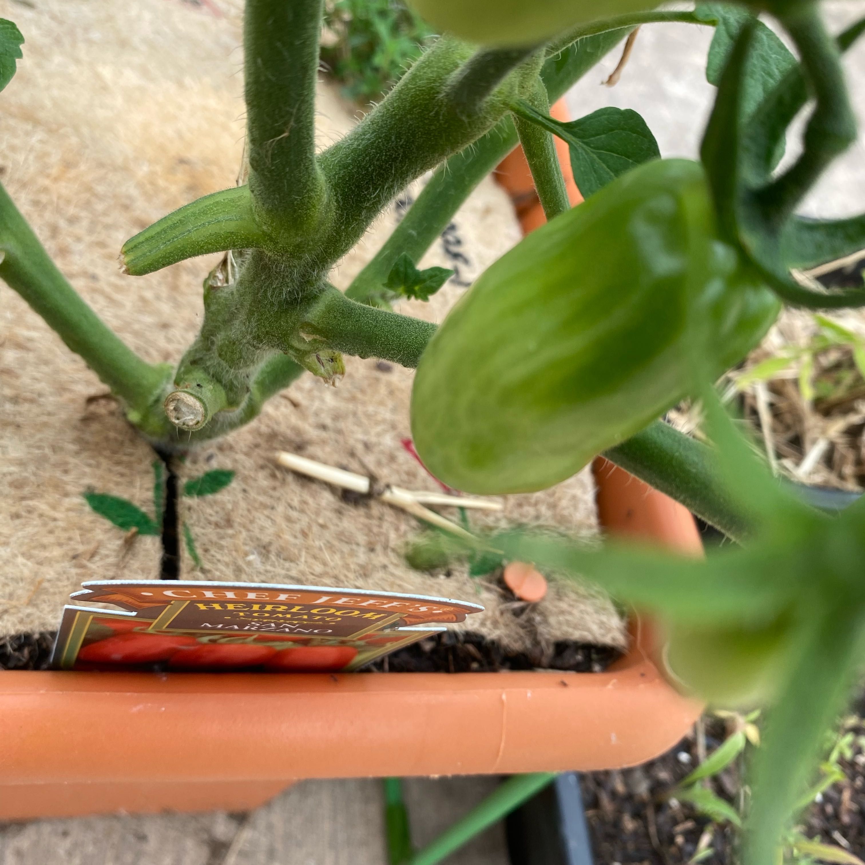Photo of the plant species San Marzano Redorta Tomato by @DollChismastree named Surya on Greg, the plant care app