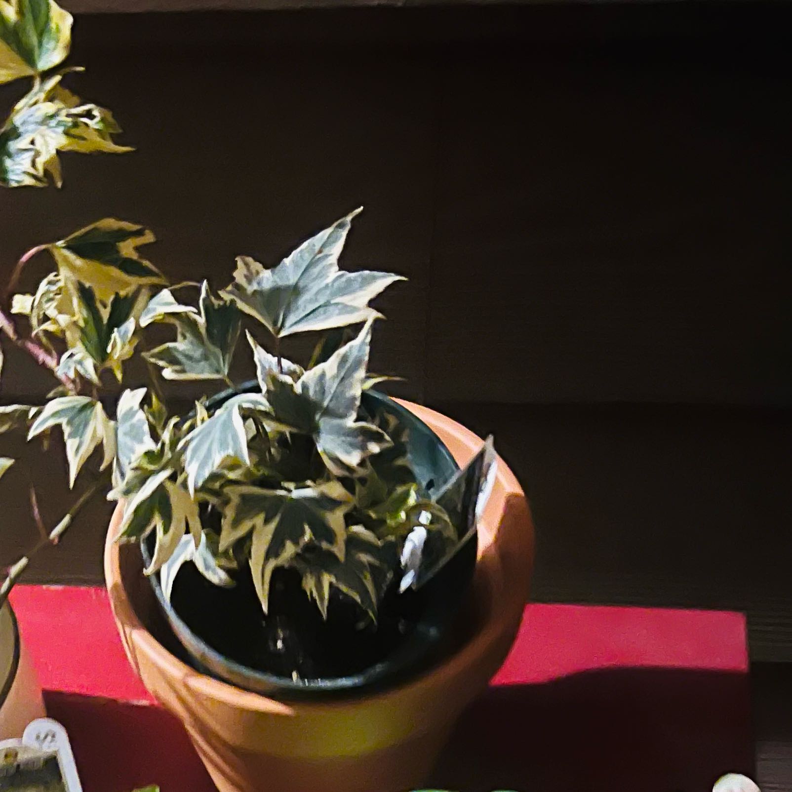 Photo of the plant species Yellow Ripple Ivy by @HighOakmazegill named Naomi on Greg, the plant care app