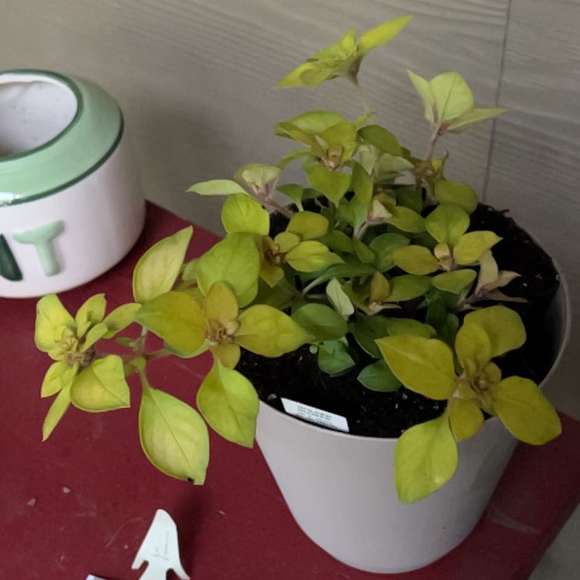 Photo of the plant species Golden Globes by @HighOakmazegill named Lola on Greg, the plant care app