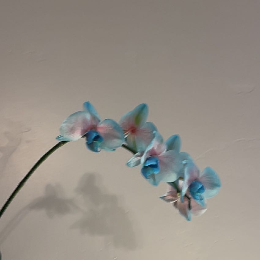Photo of the plant species Striped Sun Orchid by @TrueblueHenbane named Athena on Greg, the plant care app