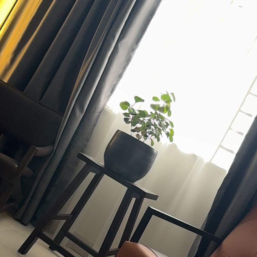 Photo of the plant species Mistletoe Fig by @CuteWinika48 named Austen on Greg, the plant care app