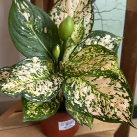 Photo of the plant species Aglaonema Eileen by @CuteWinika48 named Lebron on Greg, the plant care app