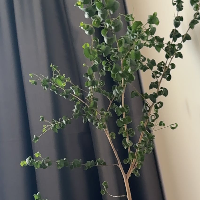 Photo of the plant species Ficus Barok by @CuteWinika48 named Harry on Greg, the plant care app