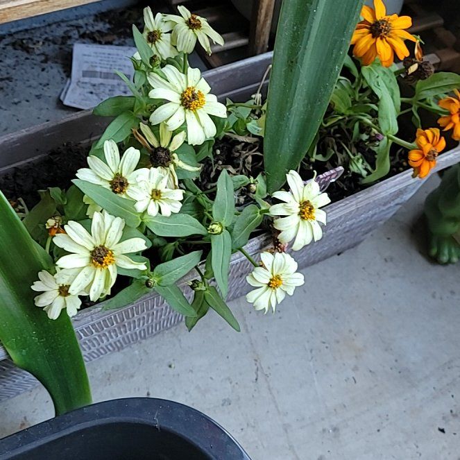 Photo of the plant species Montauk daisy by @SvelteWildgrape named Austen on Greg, the plant care app