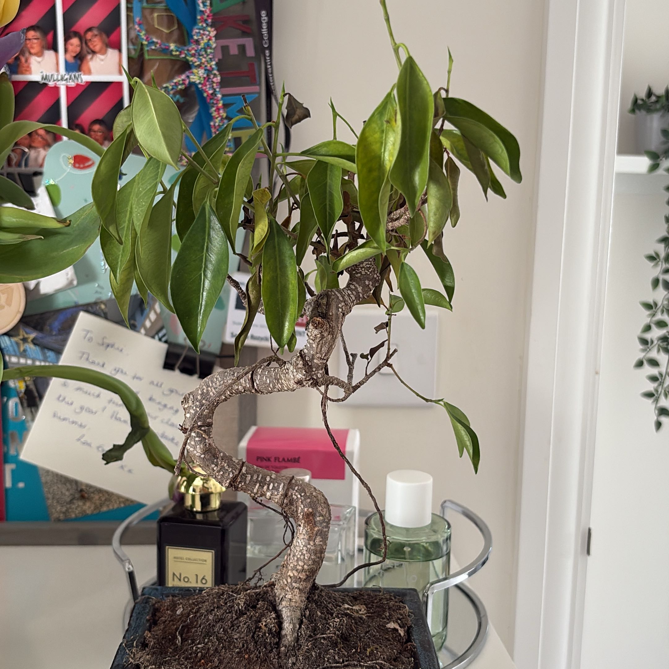 Photo of the plant species Ginseng Ficus by @YesRye96 named San Miguel on Greg, the plant care app
