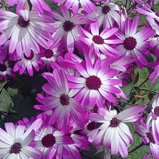 Photo of the plant species Senetti by @StrongRedash68 named Spike Leaves on Greg, the plant care app