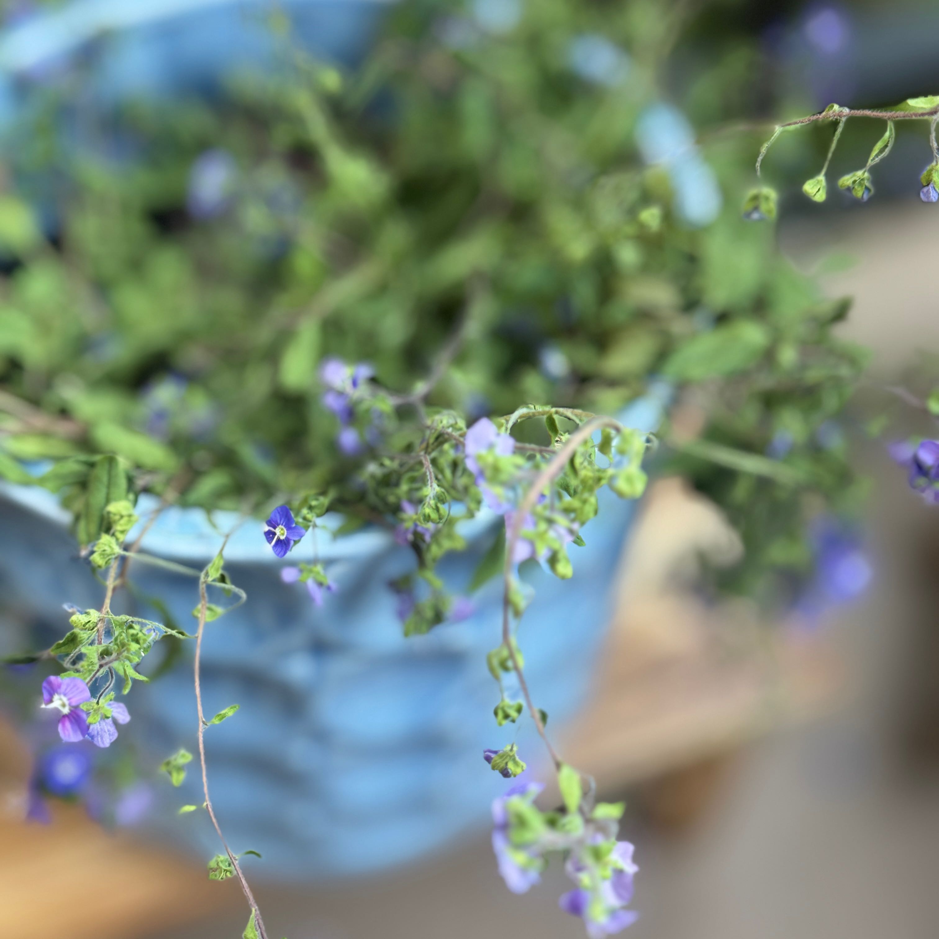 Photo of the plant species Speedwell by @tokiisann named Georgia Blue on Greg, the plant care app