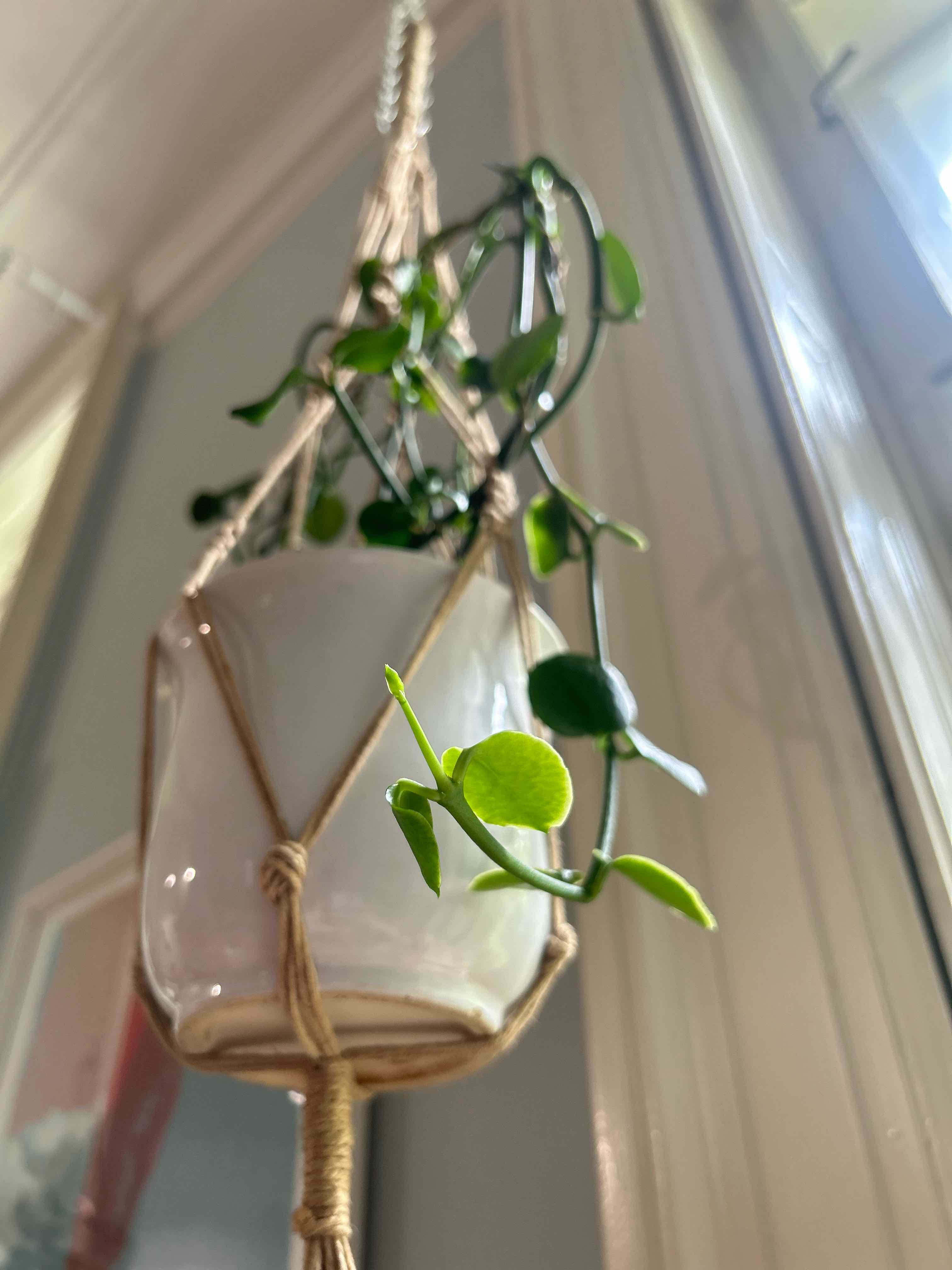Photo of the plant species Parachute Plant by @Angryplanthuman named Achute on Greg, the plant care app