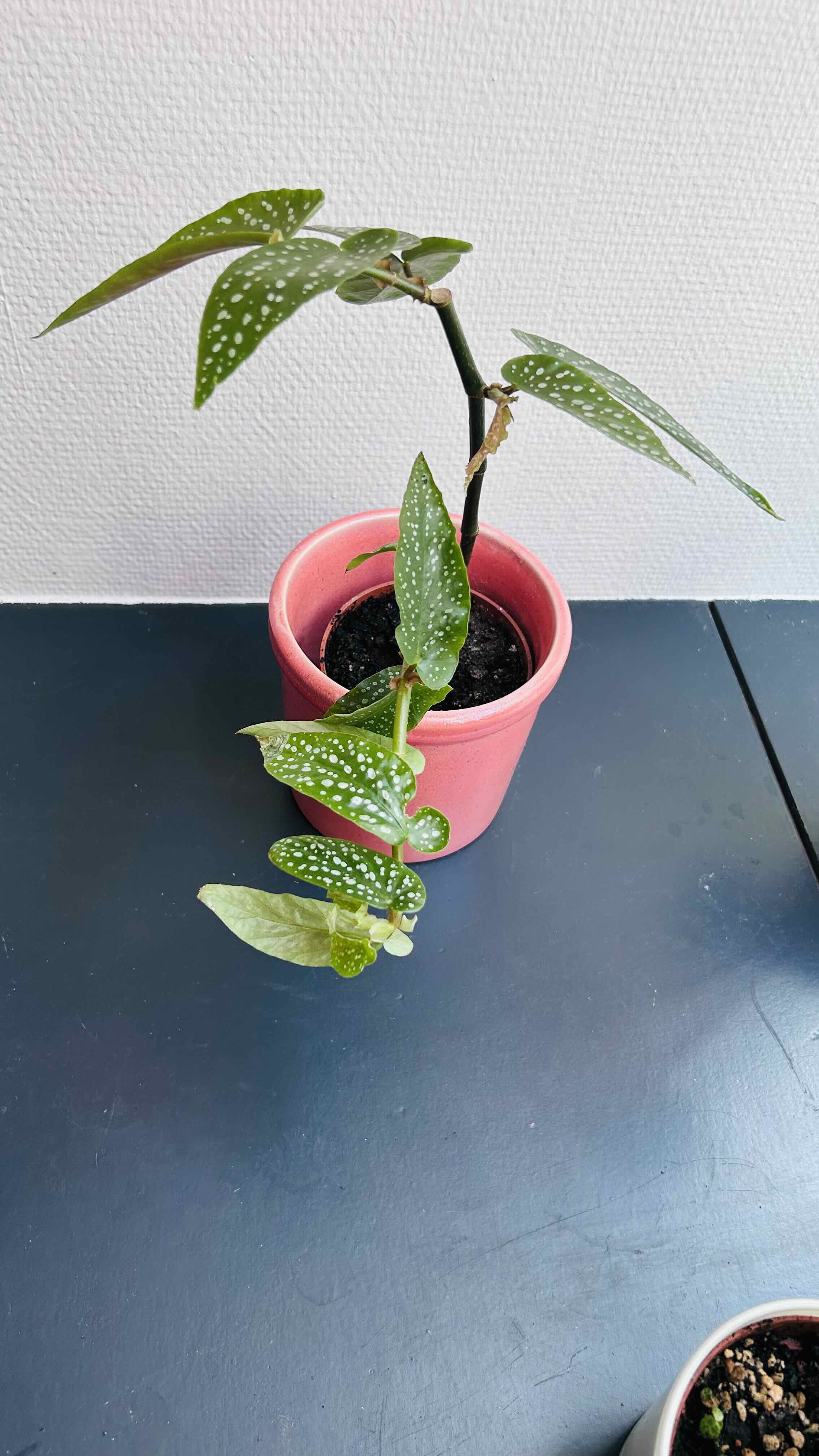 Photo of the plant species Begonia albopunctata by @Angryplanthuman named Puncta on Greg, the plant care app