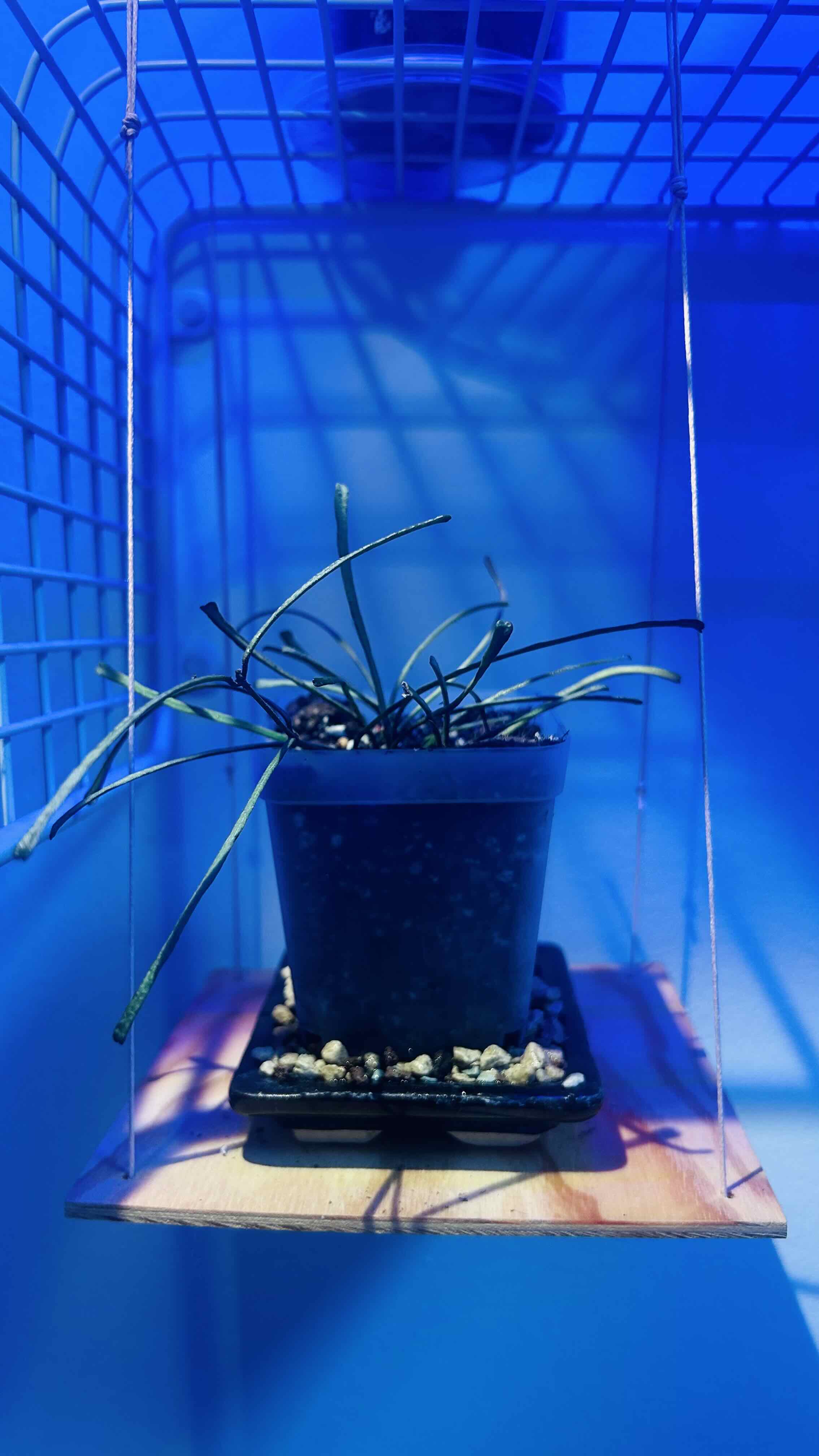Photo of the plant species Hoya reticulata by @Angryplanthuman named Retusa on Greg, the plant care app