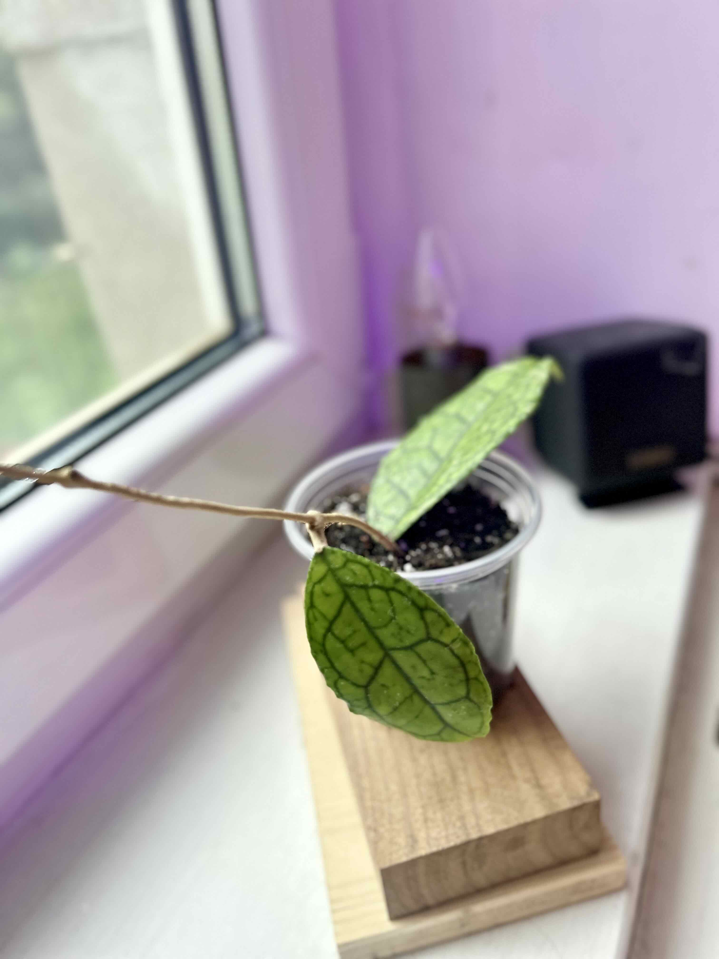 Photo of the plant species Hoya finlaysonii 'Dark Flower' by @Angryplanthuman named Fin on Greg, the plant care app