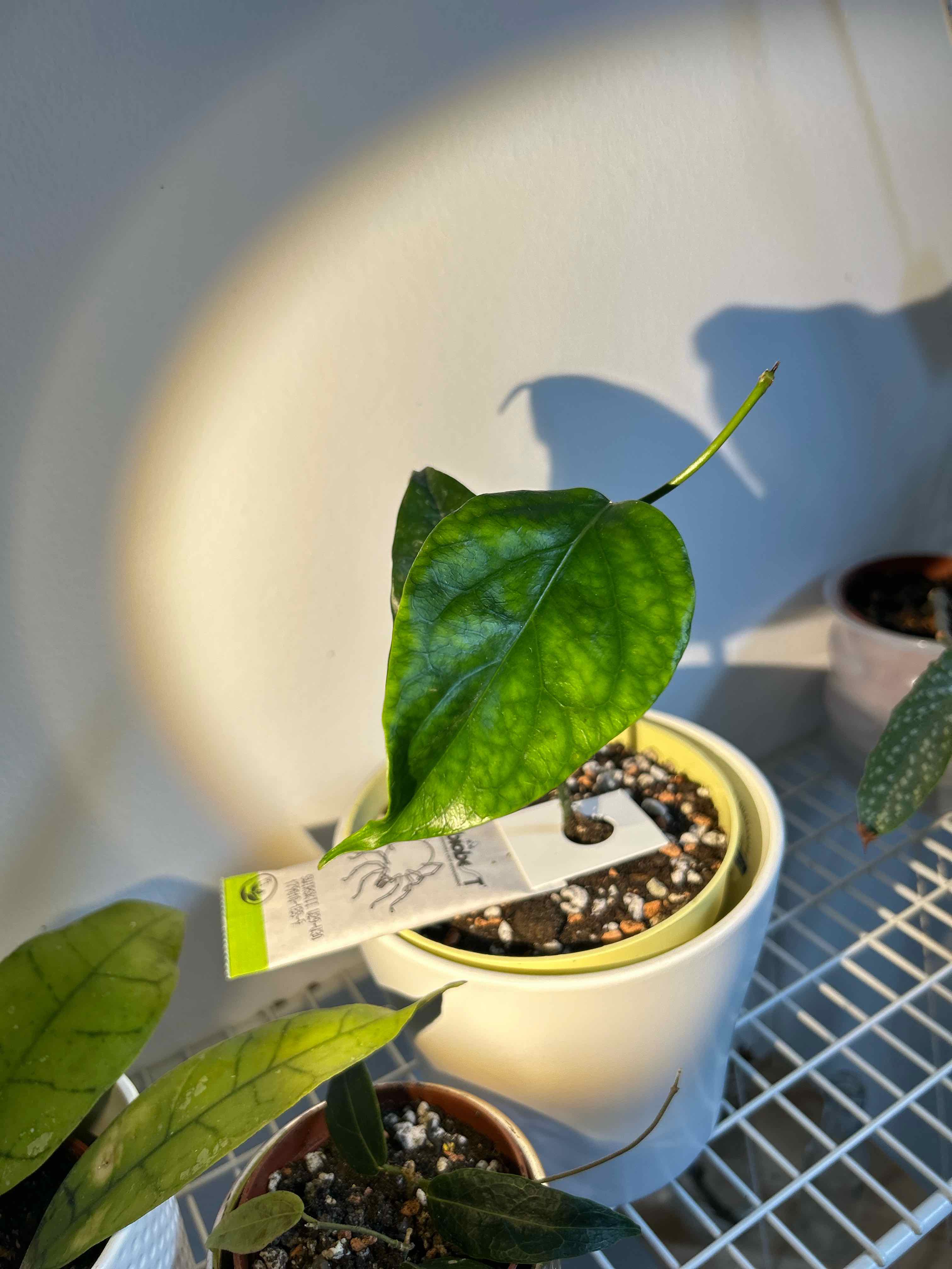 Photo of the plant species Fraterna Hoya by @Angryplanthuman named Frat on Greg, the plant care app