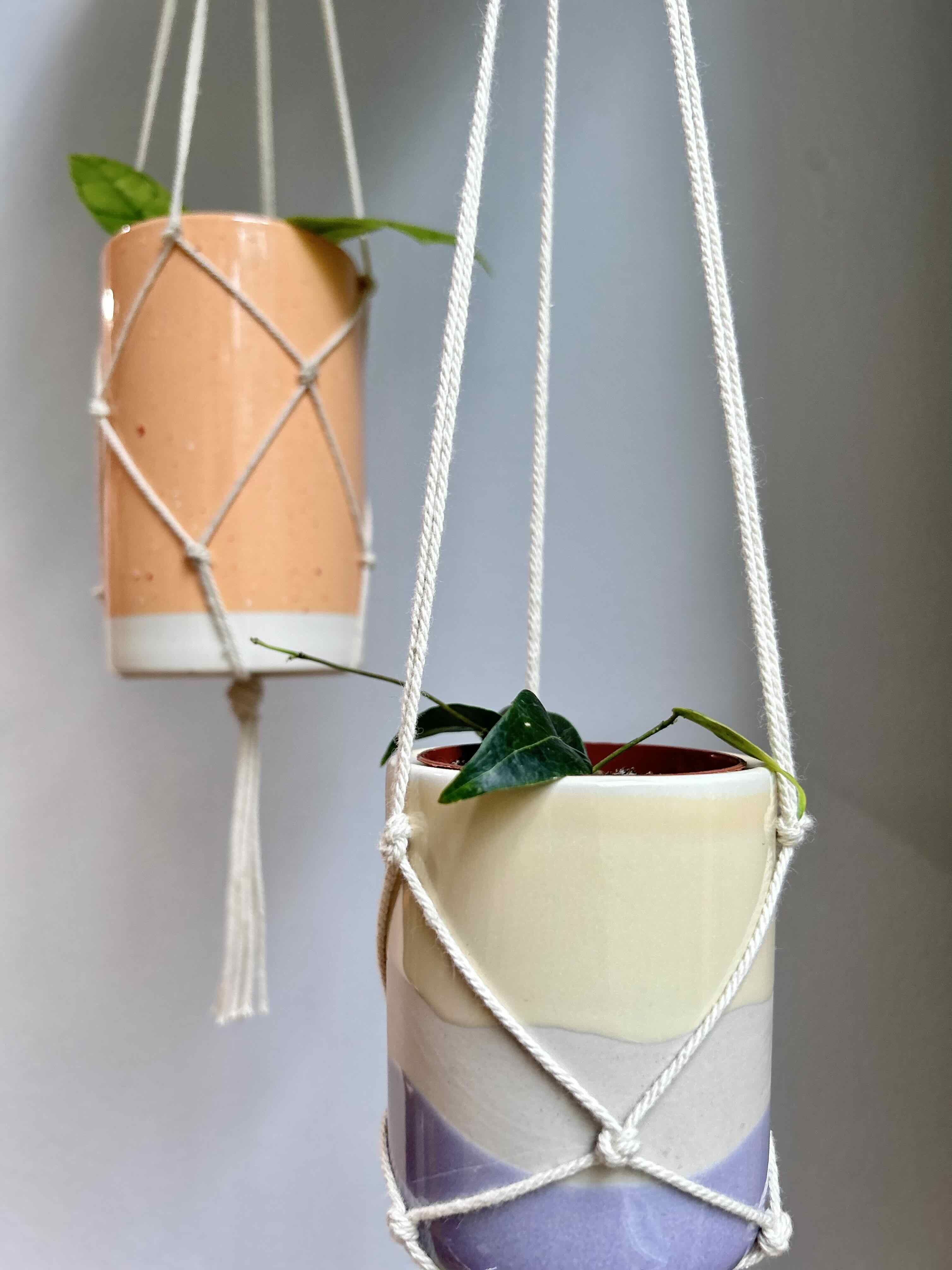 Photo of the plant species Hoya dennisii by @Angryplanthuman named Dennis on Greg, the plant care app