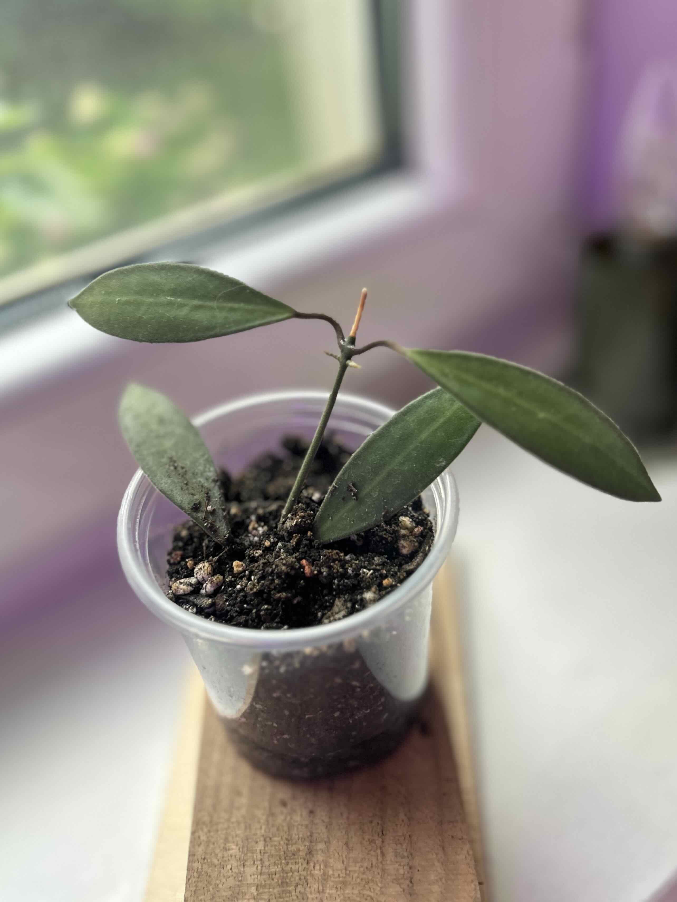 Photo of the plant species Waxvine by @Angryplanthuman named Anncajanoae on Greg, the plant care app