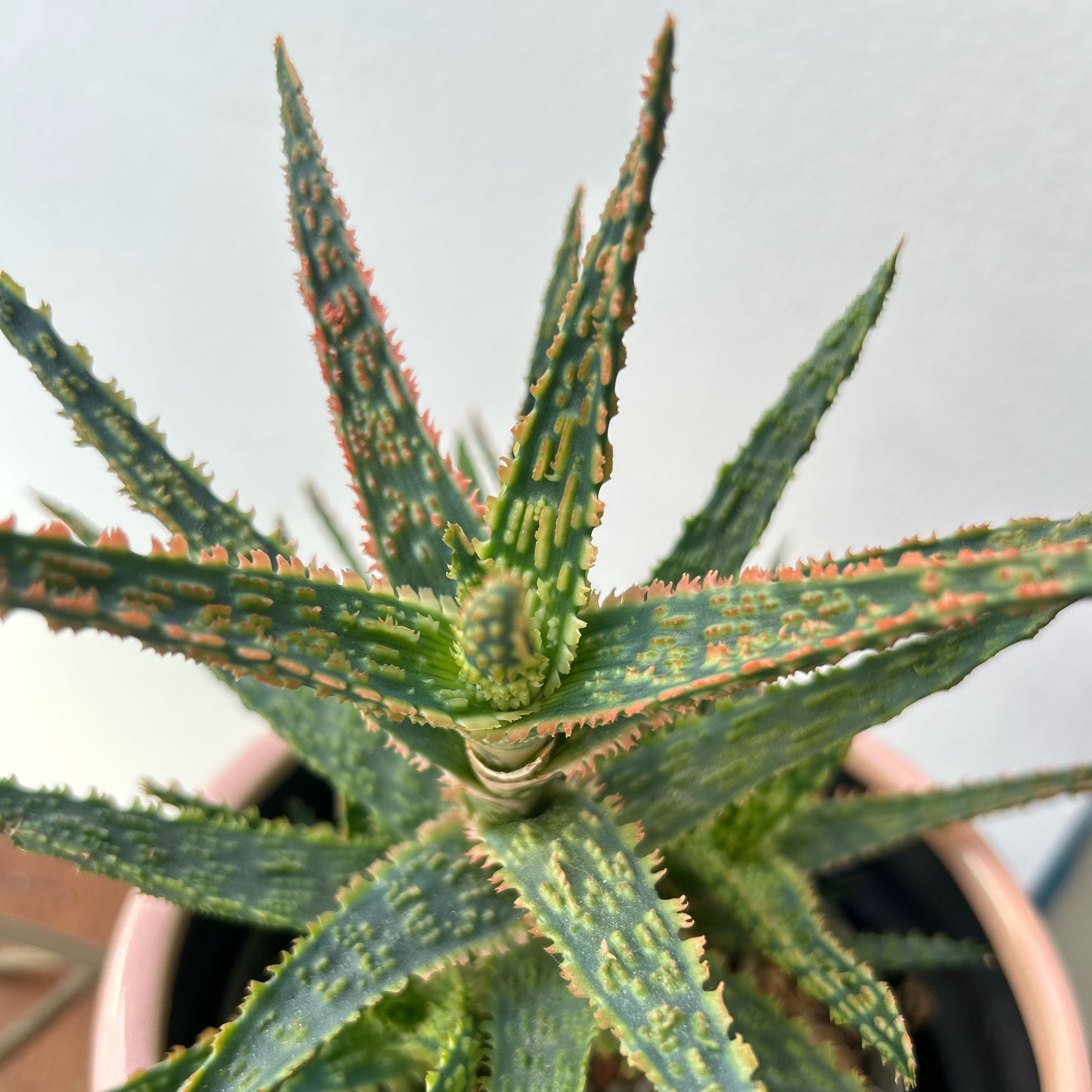 Photo of the plant species Aloe 'Oik' by @Angryplanthuman named 🦖 on Greg, the plant care app
