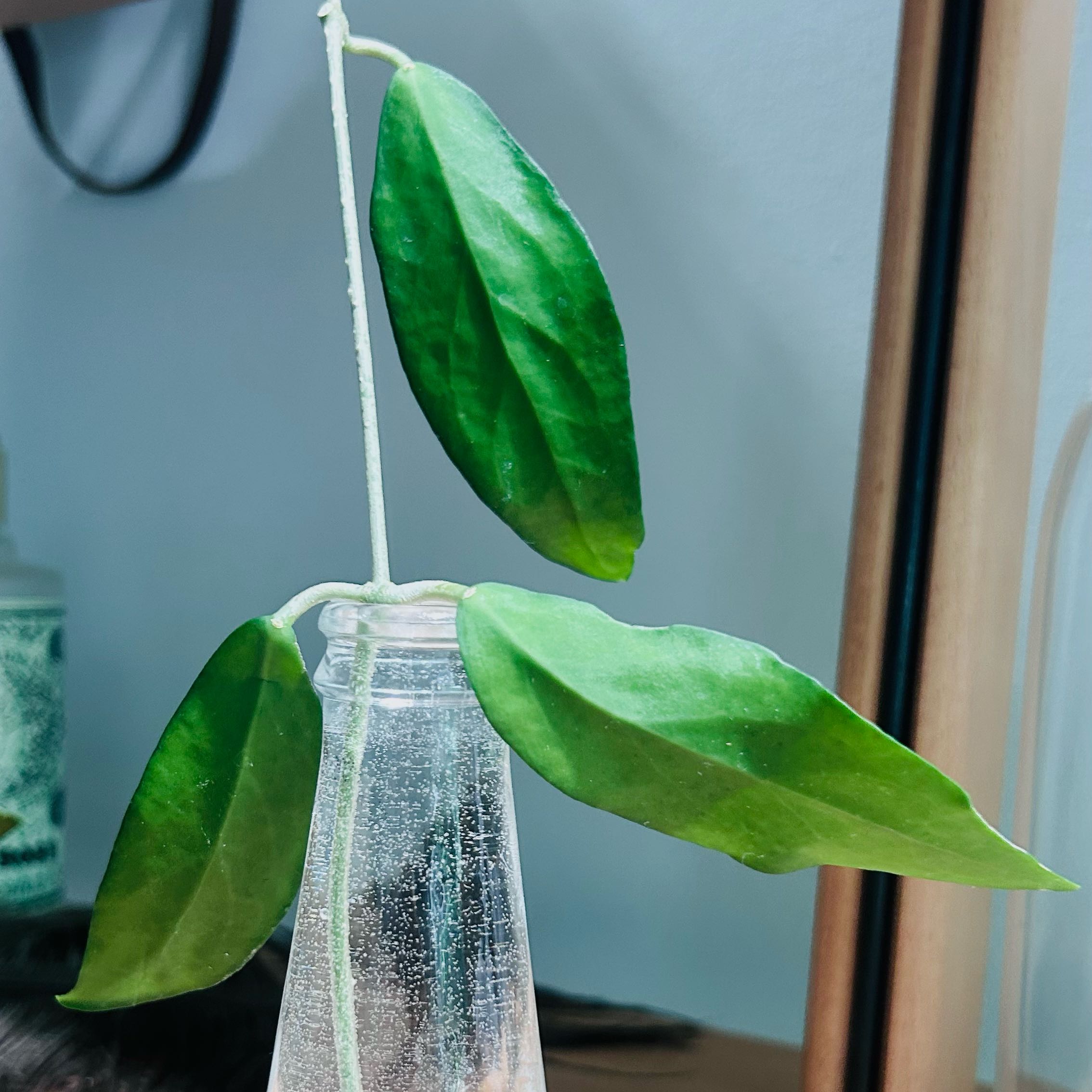 Photo of the plant species Hoya pimenteliana by @Angryplanthuman named Piment on Greg, the plant care app