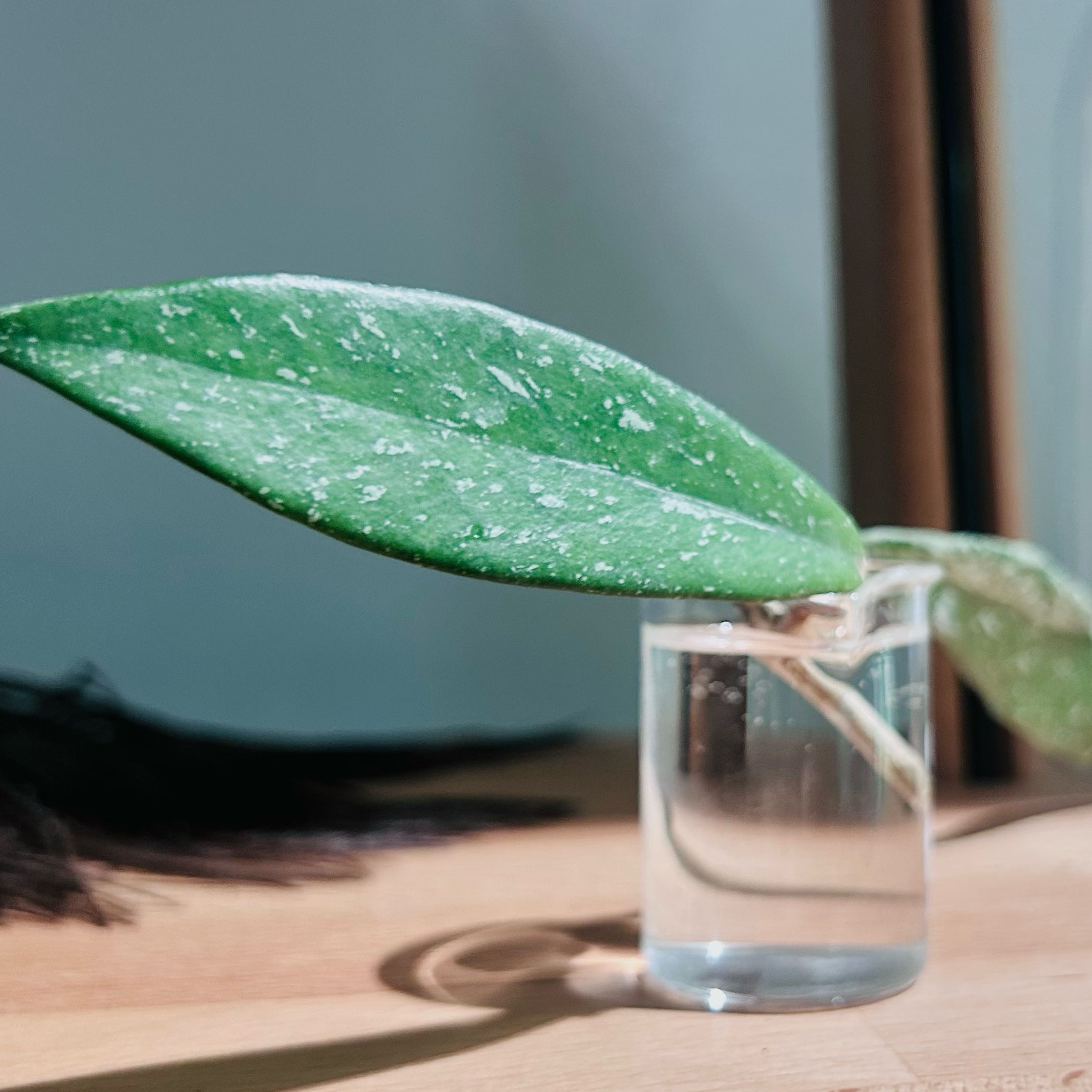 Photo of the plant species Hoya publicalyx 'Royal Hawaiian Purple' by @Angryplanthuman named Hawaii on Greg, the plant care app