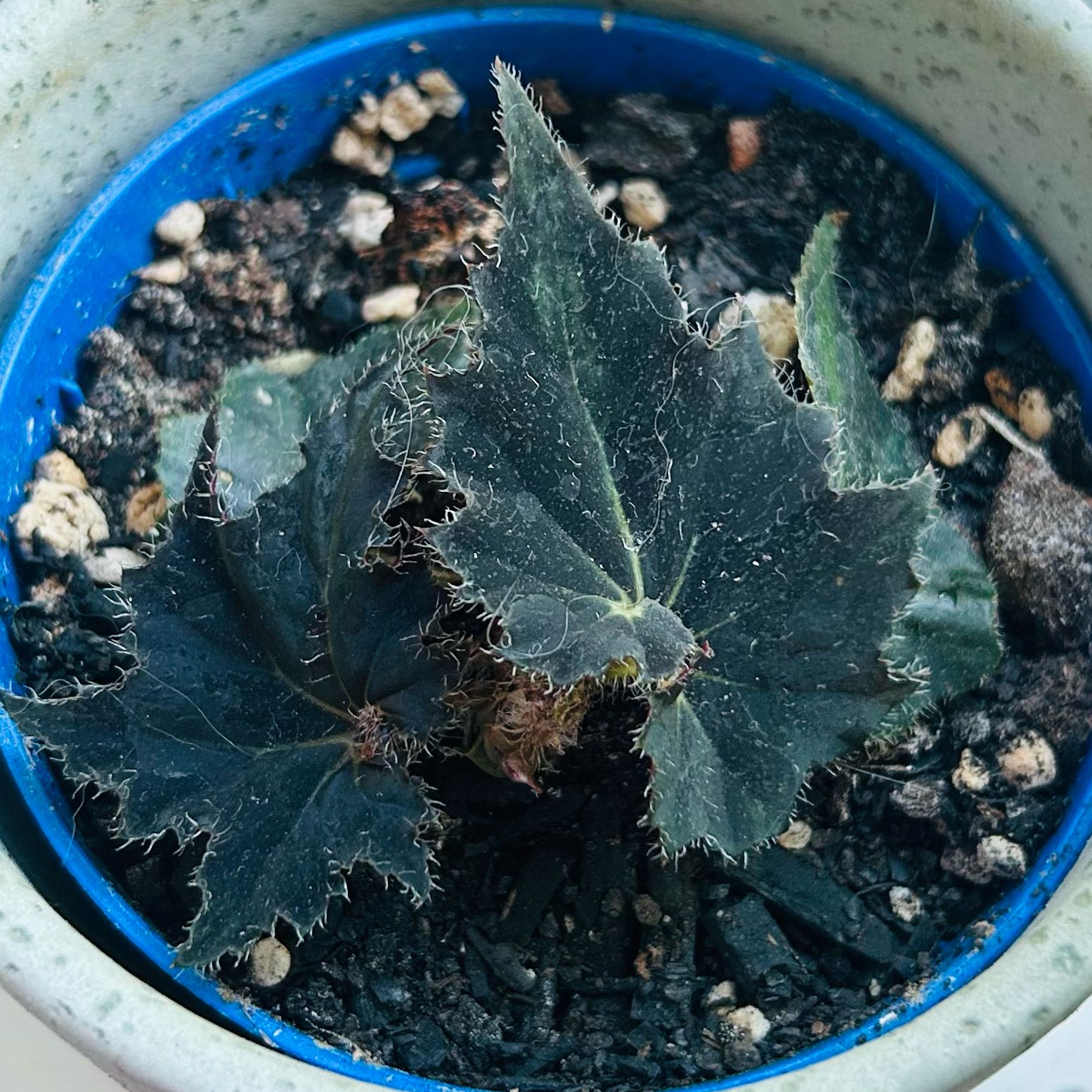 Photo of the plant species Begonia by @Angryplanthuman named Black Fang on Greg, the plant care app