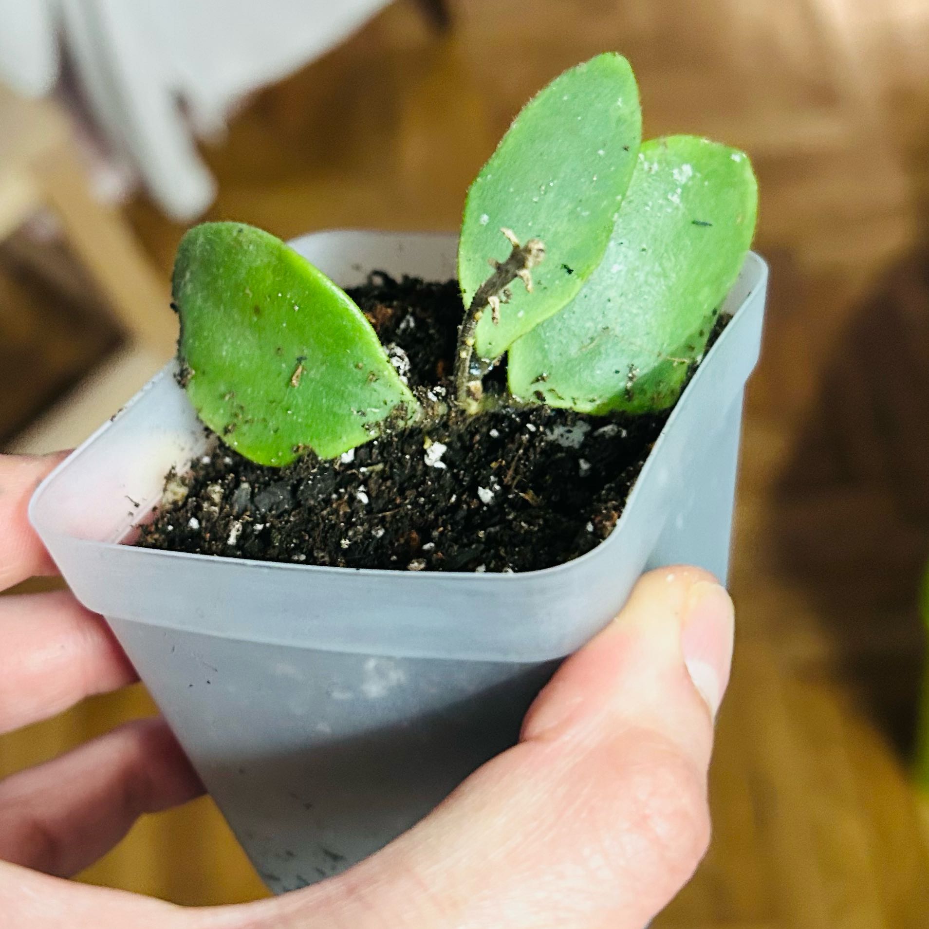 Photo of the plant species Hoya isabelchanae by @Angryplanthuman named Isa on Greg, the plant care app