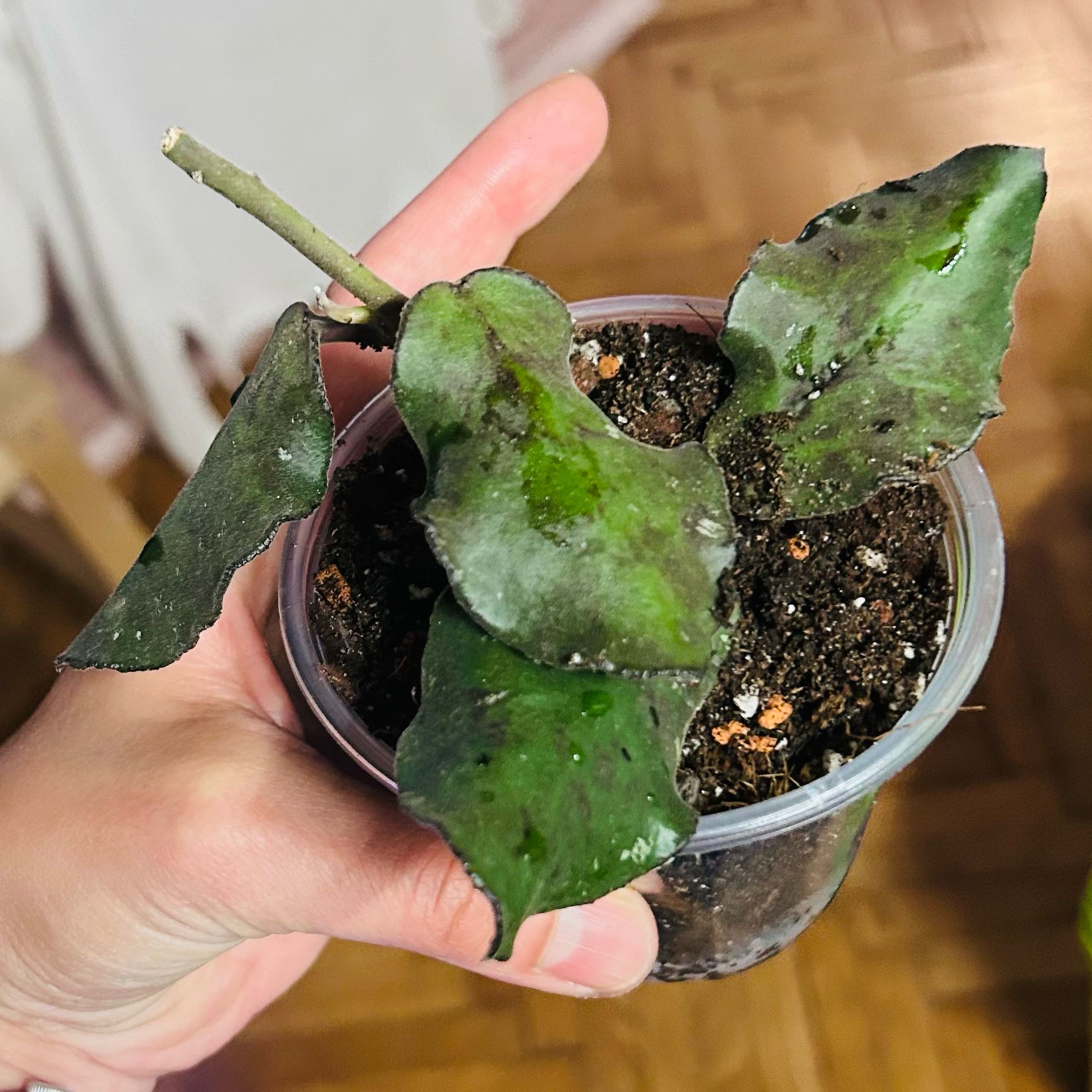 Photo of the plant species Hoya Waymaniae by @Angryplanthuman named Mani on Greg, the plant care app
