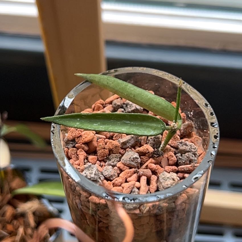 Photo of the plant species Narrow-Leaved Hoya by @Angryplanthuman named Daphne on Greg, the plant care app