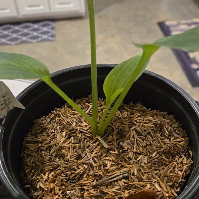 Photo of the plant species Hosta 'Paul's Glory' by @HappyShyleaf36 named ChloroPhil on Greg, the plant care app