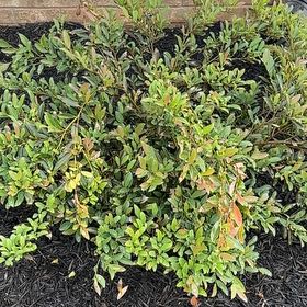Photo of the plant species Distylium by @BestRockfig60 named Willow on Greg, the plant care app