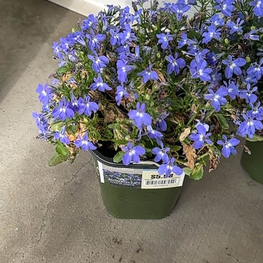 Photo of the plant species Lobelia 'Magadi Compact Dark Blue' by @BestRockfig60 named Aristotle on Greg, the plant care app