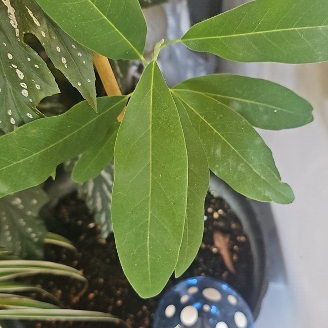 Photo of the plant species Sweetbay Magnolia by @IdealPinkruby23 named Taylor Swift on Greg, the plant care app