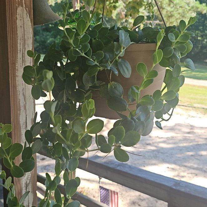 Photo of the plant species Carissa Macrocarpa by @IdealPinkruby23 named Eva on Greg, the plant care app