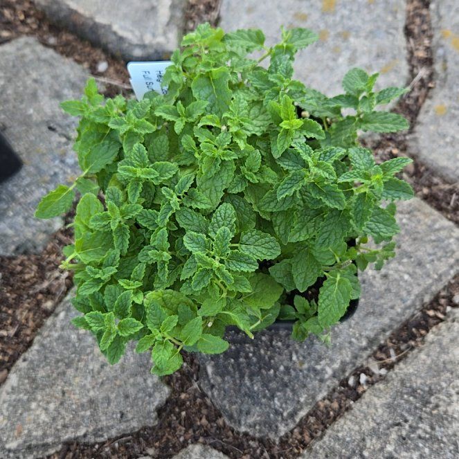 Photo of the plant species strawberry mint by @SavantAlmond named Loralei on Greg, the plant care app