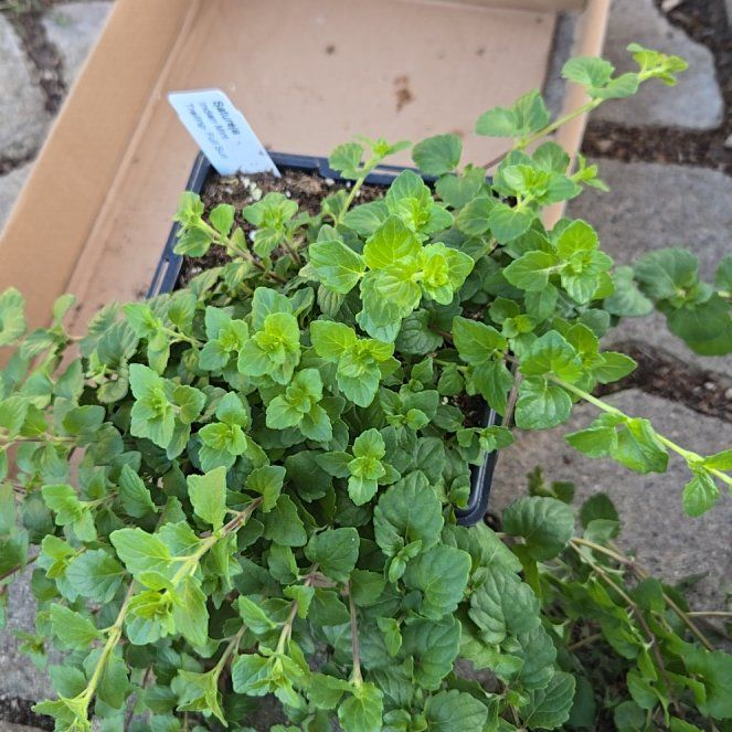 Photo of the plant species Satureja by @SavantAlmond named Violet on Greg, the plant care app