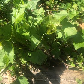Photo of the plant species Cape Ivy by @ReceptiveOrchid named Fernie Mercury on Greg, the plant care app