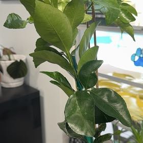 Photo of the plant species Owari Satsuma Mandarin Tree by @ZippyGreenice82 named James Dean on Greg, the plant care app