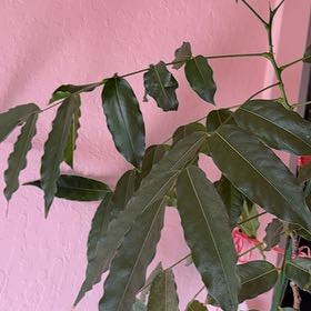 Photo of the plant species Lucky Bean Tree by @BraveSiricote80 named Figyonce on Greg, the plant care app