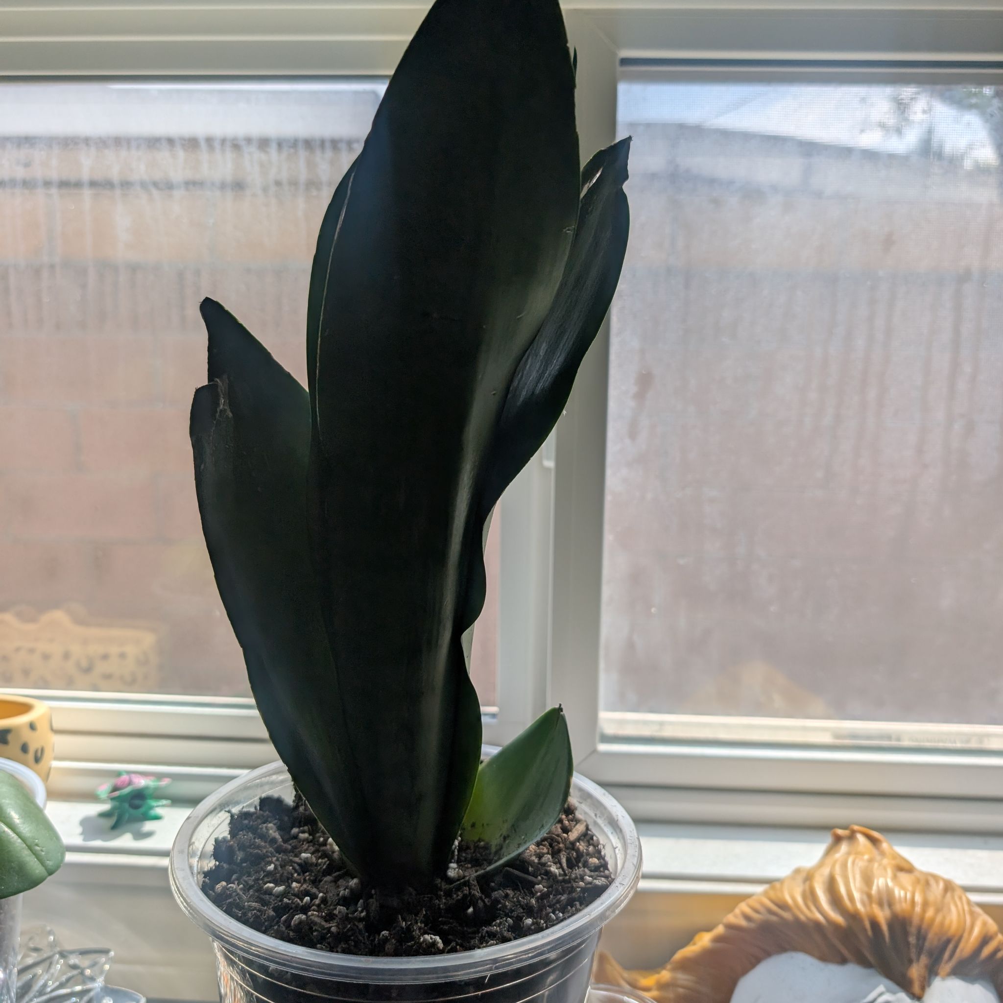 Photo of the plant species moonshine snake plant by @ProPixiecap47 named ChloroPhil on Greg, the plant care app