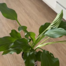 Photo of the plant species Hosta 'Royal Standard' by @SuperiorBokchoi named Peter Parker on Greg, the plant care app