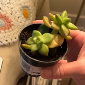 Photo of the plant species Graptosedum 'Sunsplash' by @SuperiorBokchoi named Gregarious on Greg, the plant care app