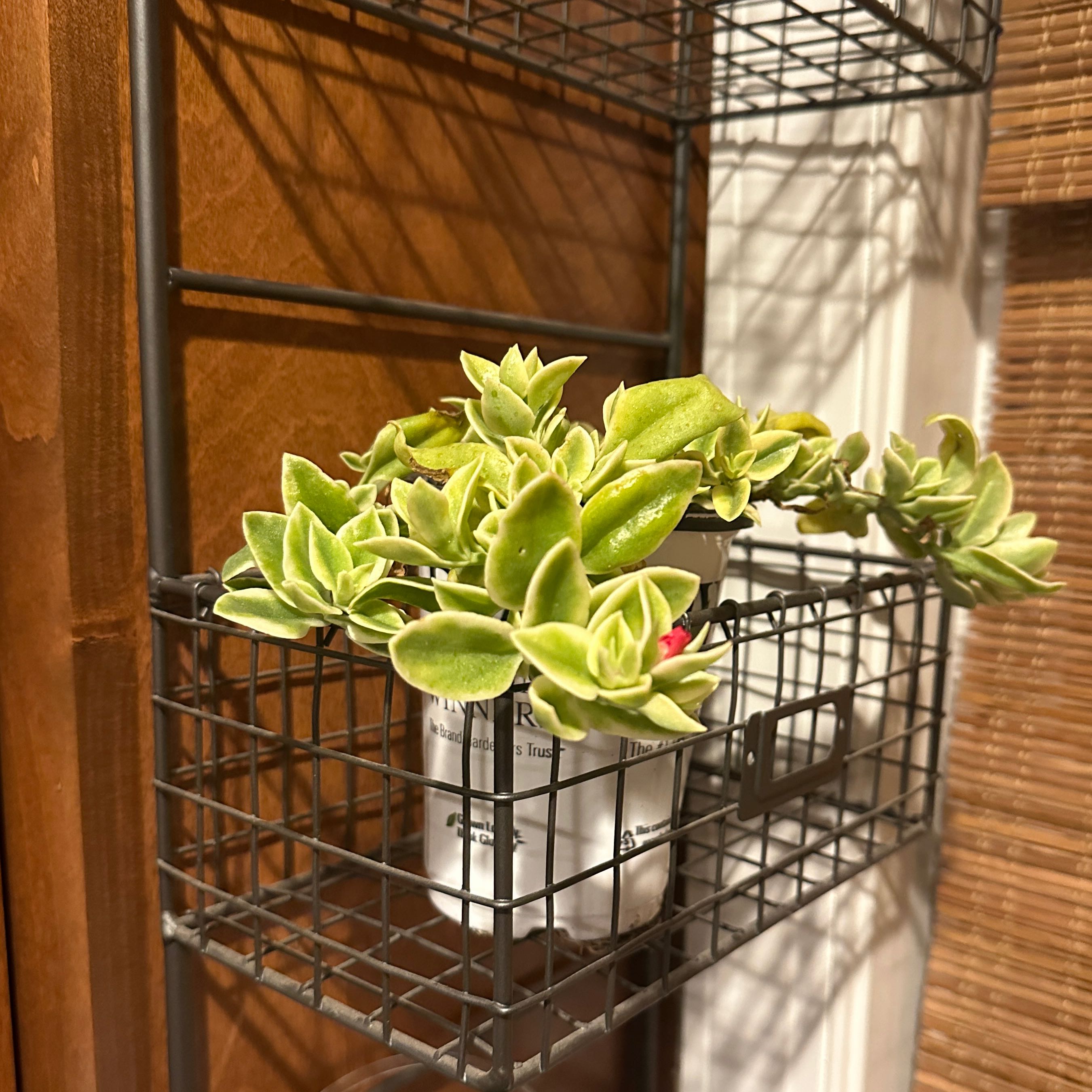 Photo of the plant species Doreanthus bellidiformis 'Mezoo' by @SassenachLass named Planty on Greg, the plant care app