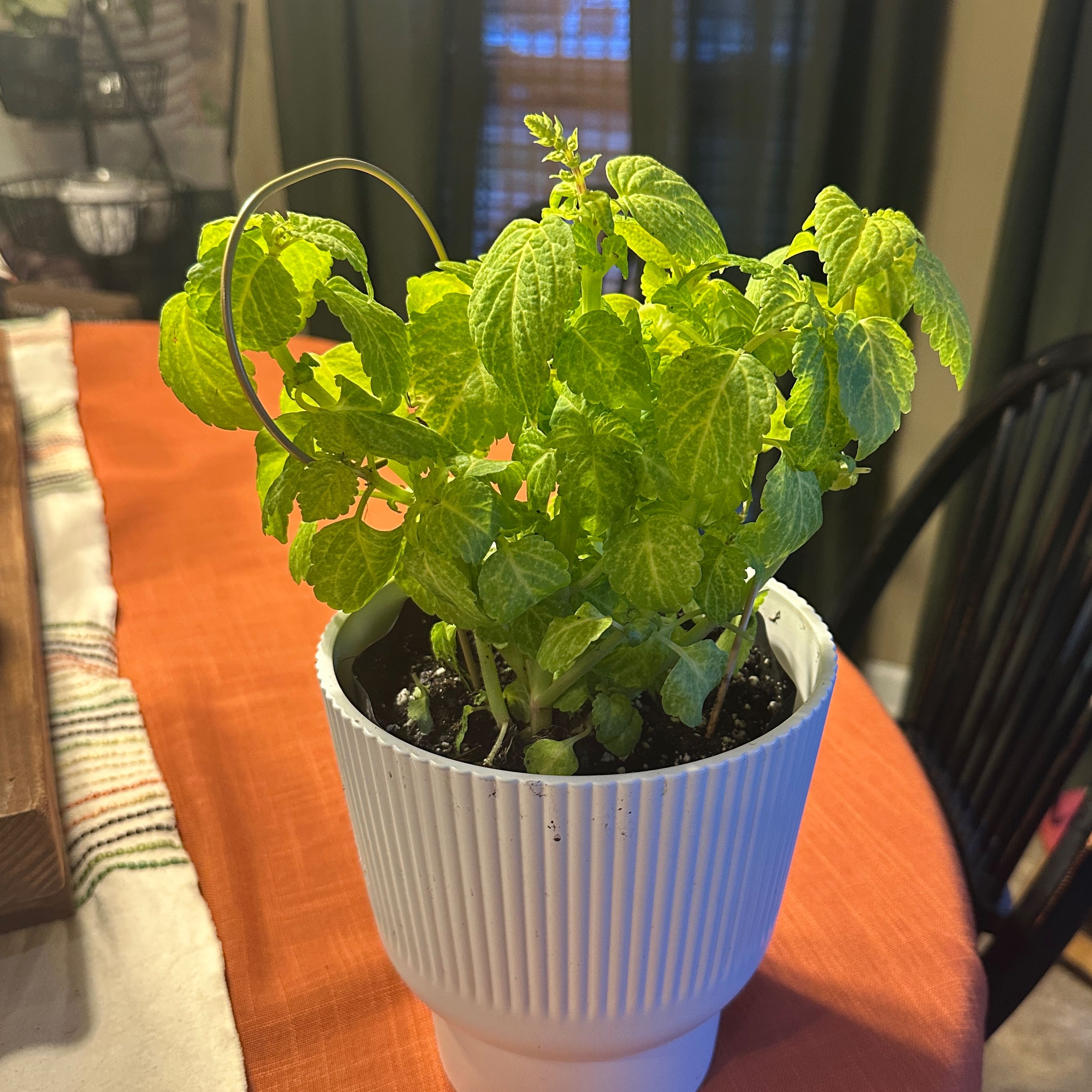 Photo of the plant species Plectranthus caninus by @SassenachLass named Rosa on Greg, the plant care app