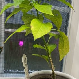 Photo of the plant species Trinidad Moruga Scorpion by @Lynipoo named Denali on Greg, the plant care app