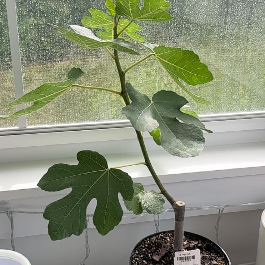 Photo of the plant species Green Ischia Fig by @Clio named Monticello on Greg, the plant care app