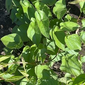 Photo of the plant species Chinese Yam by @NewMaylily58 named Leonardo on Greg, the plant care app