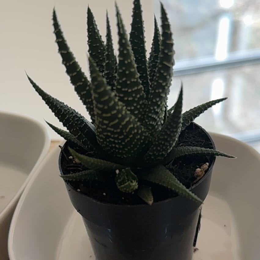 Photo of the plant species Haworthia fasciata 'Universe' by @DandyGray54 named Walt on Greg, the plant care app