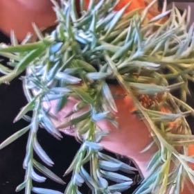 Photo of the plant species String of Fishhooks by @FabBluehaze90 named Stella on Greg, the plant care app