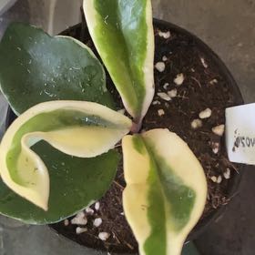 Photo of the plant species Hoya Albo by @FabBluehaze90 named Fernie Saunders on Greg, the plant care app