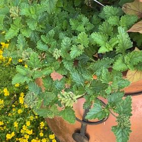 Photo of the plant species Wall Germander by @TopRiberry64 named Curie on Greg, the plant care app