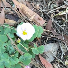 Photo of the plant species Purple Woodsorrel by @SisterIcecaps9 named Pax on Greg, the plant care app