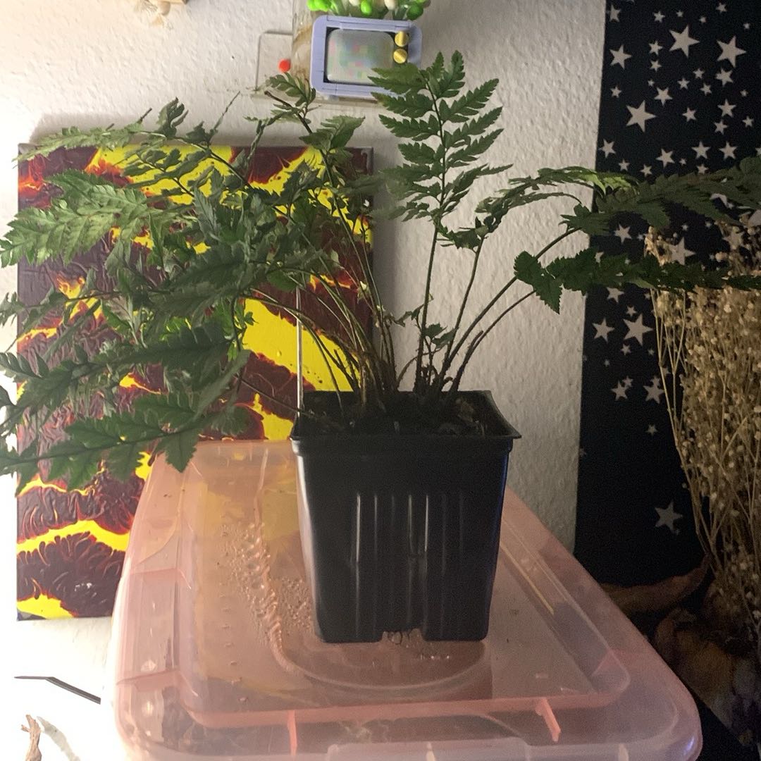 Photo of the plant species Korean Rock Fern by @EclecticChives named Marley on Greg, the plant care app